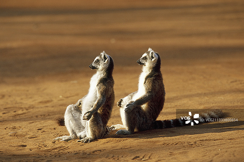 马达加斯加沐浴在阳光下的环尾狐猴图片素材