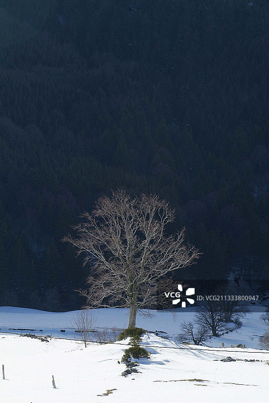 冬季奥弗涅高原上的孤树图片素材