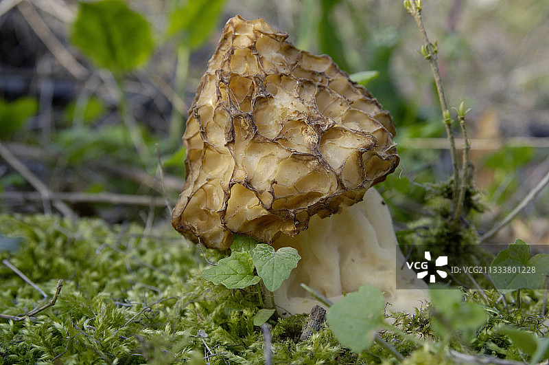 黄色羊肚菌图片素材