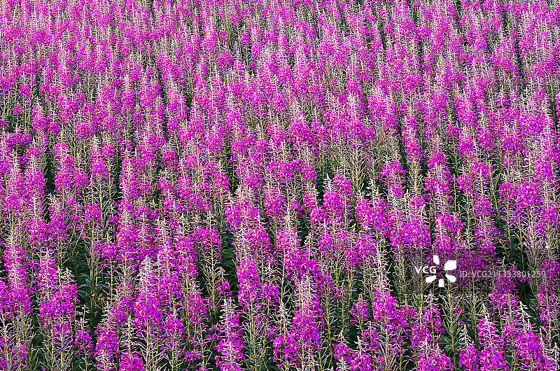 法国萨瓦省的柳兰图片素材