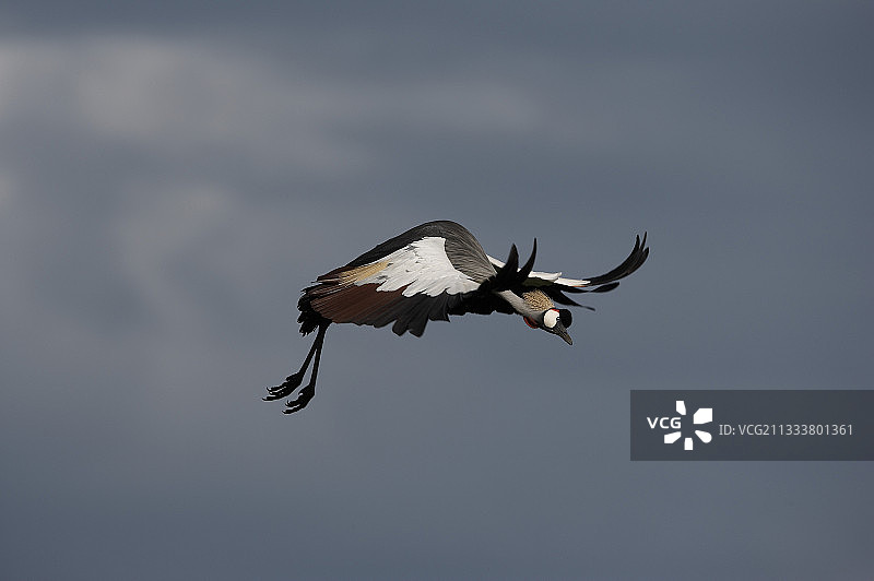 飞行中的东非冕鹤，肯尼亚马赛马拉图片素材