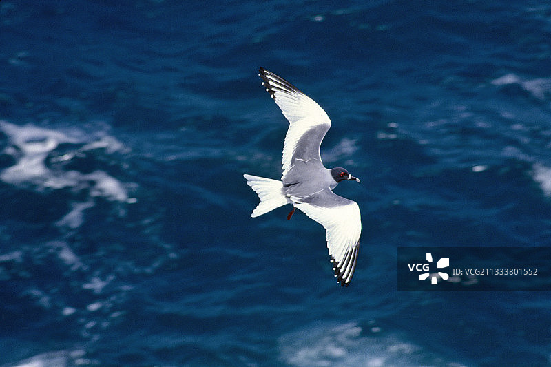 厄瓜多尔广场海边飞翔的燕尾鸥图片素材