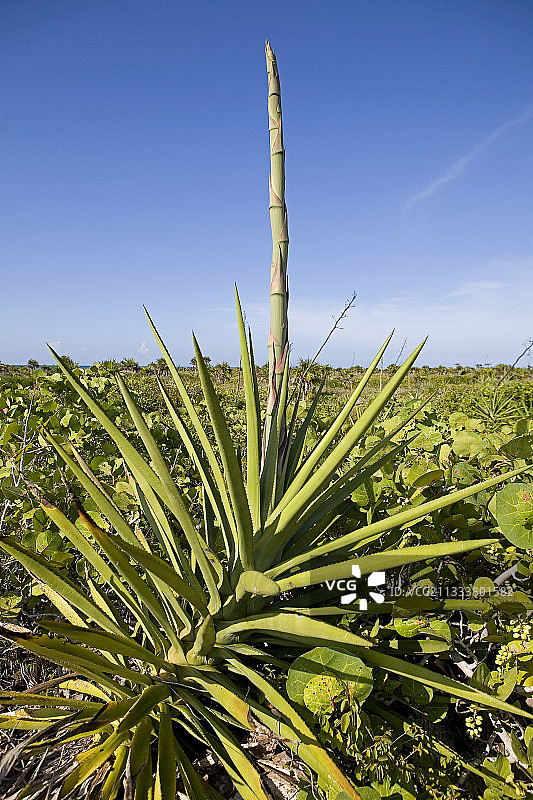 尤卡坦州里奥拉加托斯图片素材