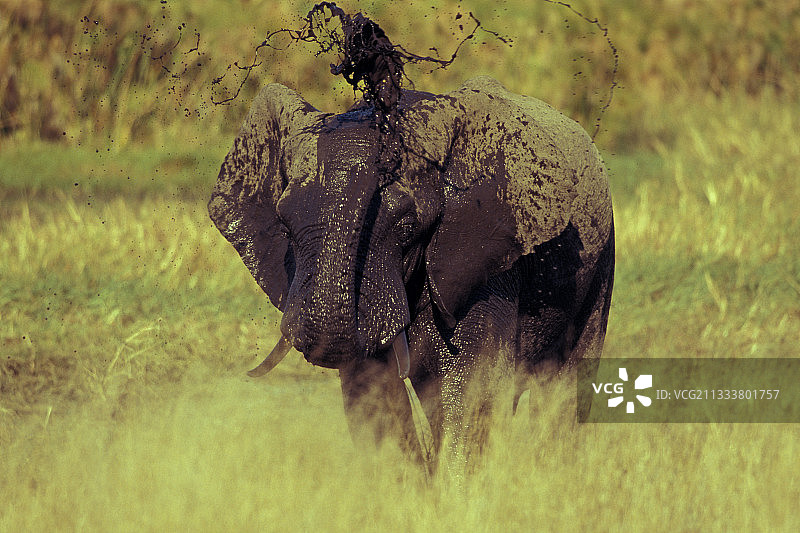 在纳米比亚马汉戈身上覆盖泥土的非洲象图片素材