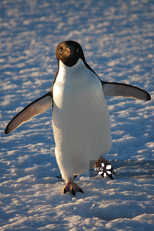 前往迪蒙·迪维尔基地图片素材