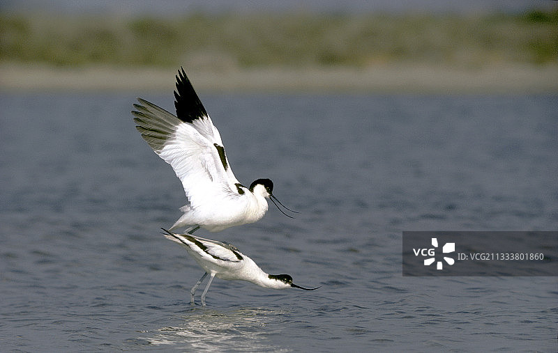 法国卡马格尔的蛎鹬图片素材