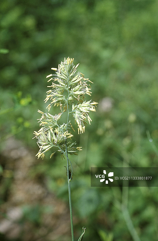 法国的鸭茅草穗图片素材