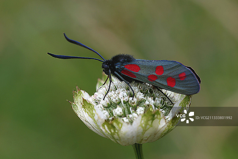 法国上萨瓦省花朵上的六点尺蛾图片素材