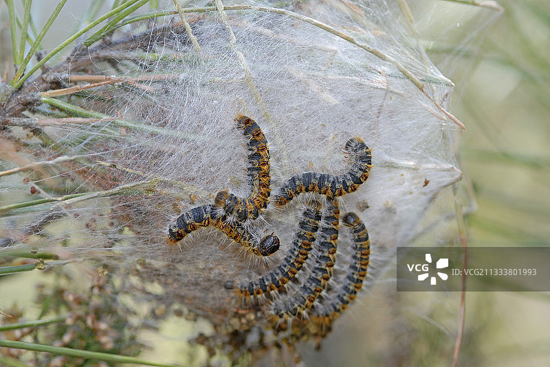 法国丝茧上的蝴蝶毛毛虫图片素材