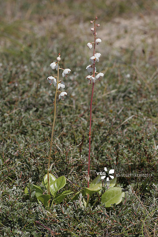 法国冬青沙丘图片素材