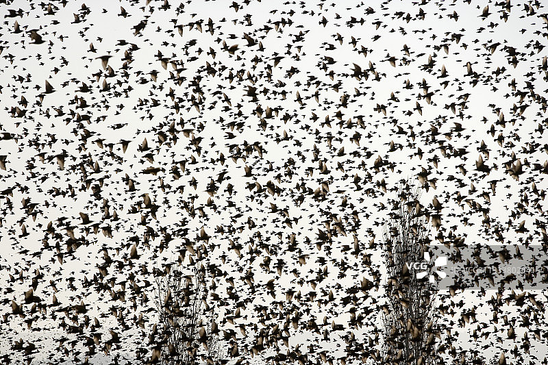 覆盖天空的壮观群体图片素材