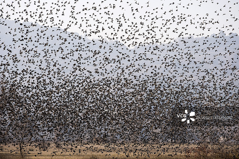 在法国飞行的普通椋鸟群图片素材