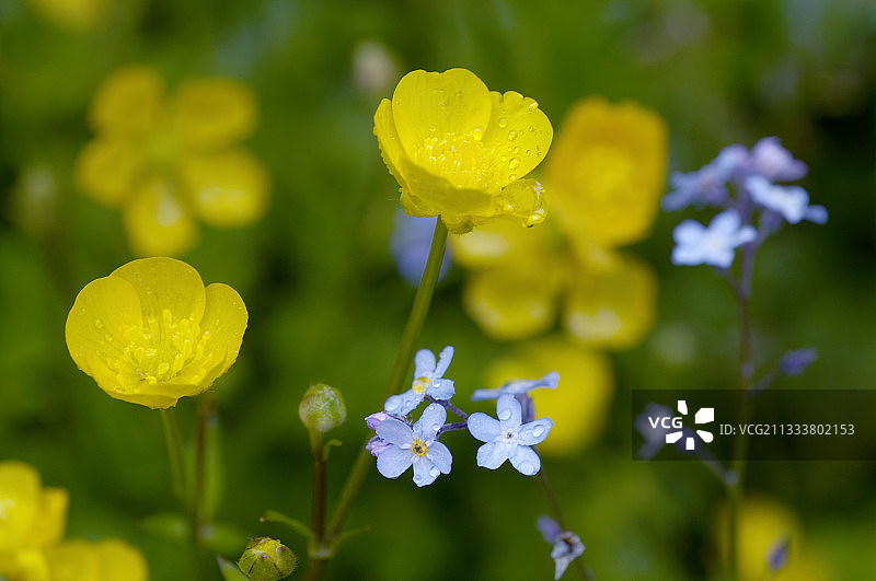 毛茛花和勿忘我图片素材