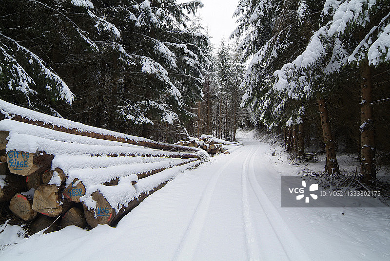 法国奥弗涅雪中森林道路与树干图片素材