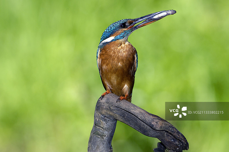 雌性普通翠鸟喙中含鱼图片素材