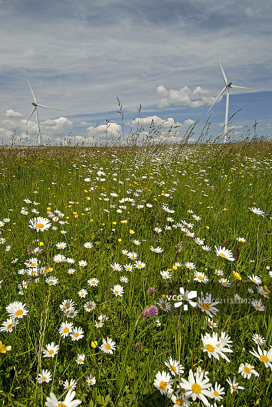 法国雏菊花草甸上的风车图片素材