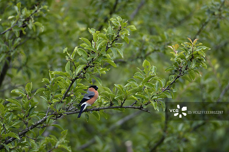 树枝上的雄性红腹灰雀图片素材