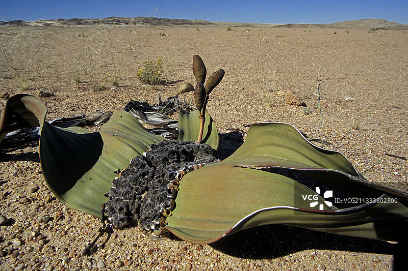 由两片具有永久生长的薄片制成的植物，可以测量几十米，可以存活1000年以上图片素材