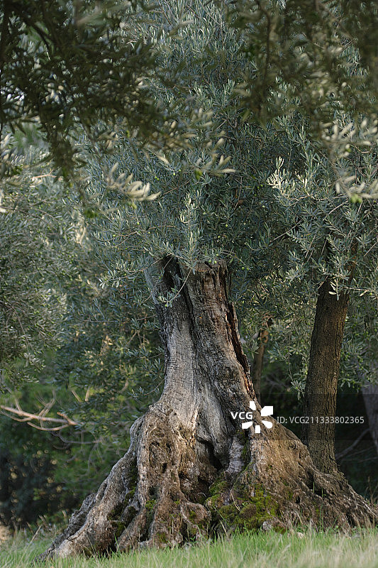 法国老橄榄树图片素材