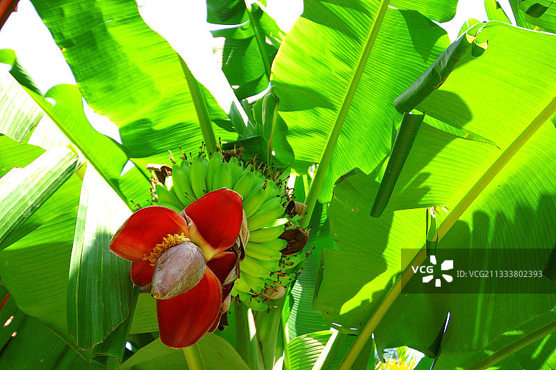 亚洲香蕉树花图片素材