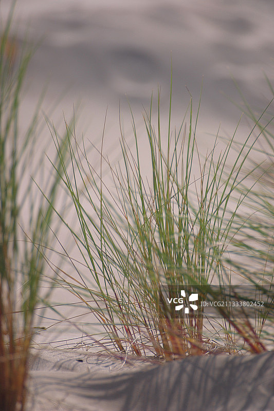 卡玛格法国沙丘禾本科植物图片素材