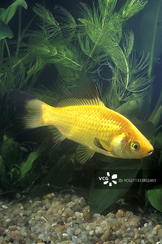 法国水族馆里的金鱼图片素材