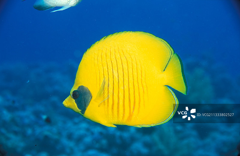 在埃及游动的蓝颊蝴蝶鱼图片素材