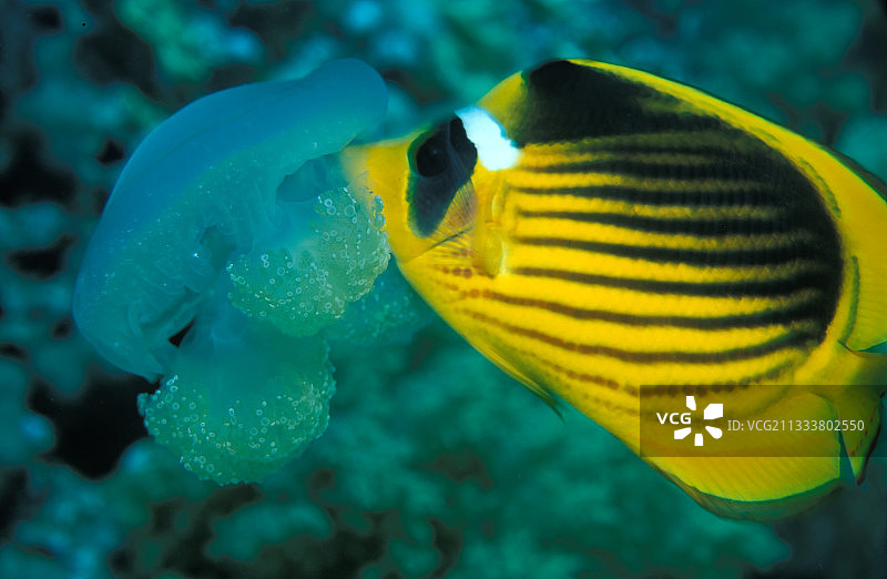 蓝颊蝴蝶鱼吞食水母，埃及图片素材