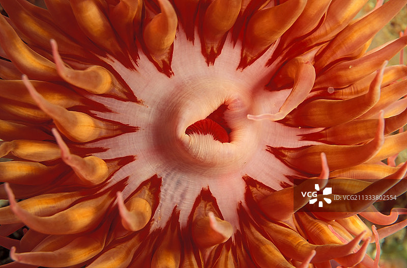 美国草莓海葵口部的大图图片素材