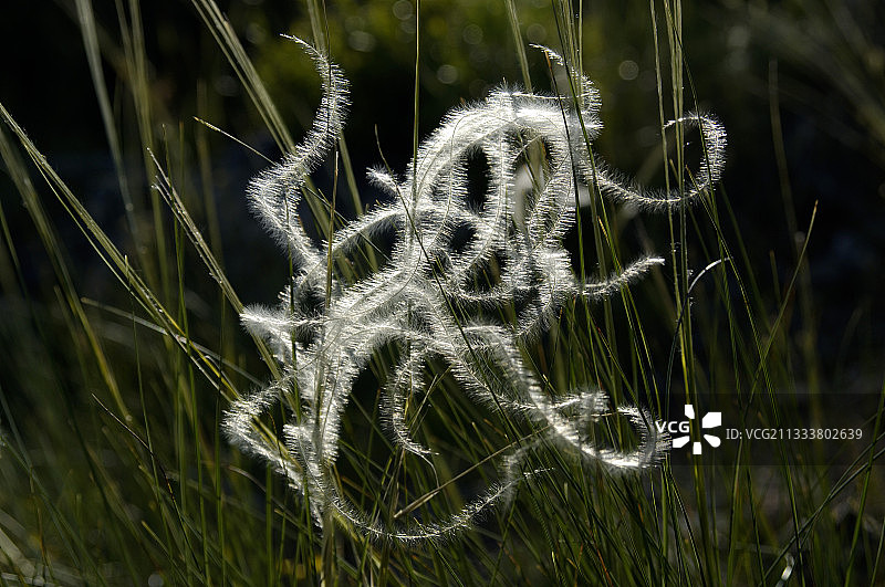 法国塞文山脉在阳光下起伏的羽毛草图片素材