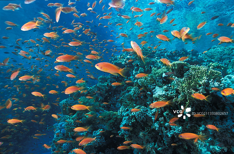游向埃及珊瑚礁顶部的一群金花鲈鱼图片素材