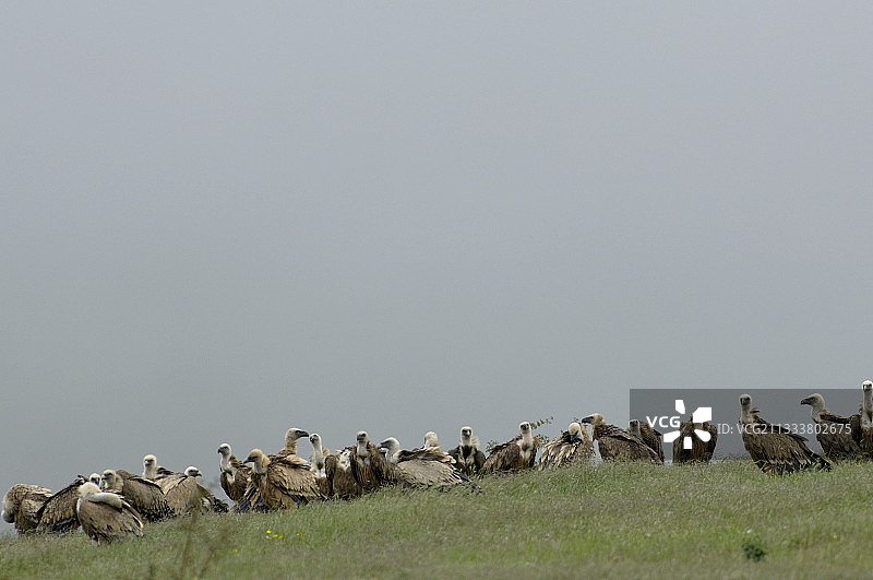 鹫群栖息于雾色塞文山脉的地面上图片素材