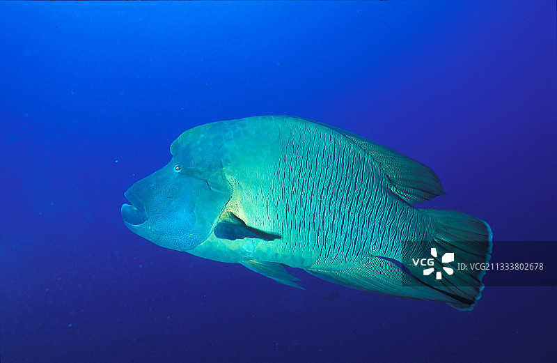 埃及水域中的波纹唇鱼图片素材