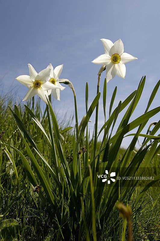 法国草地上的诗人水仙花图片素材