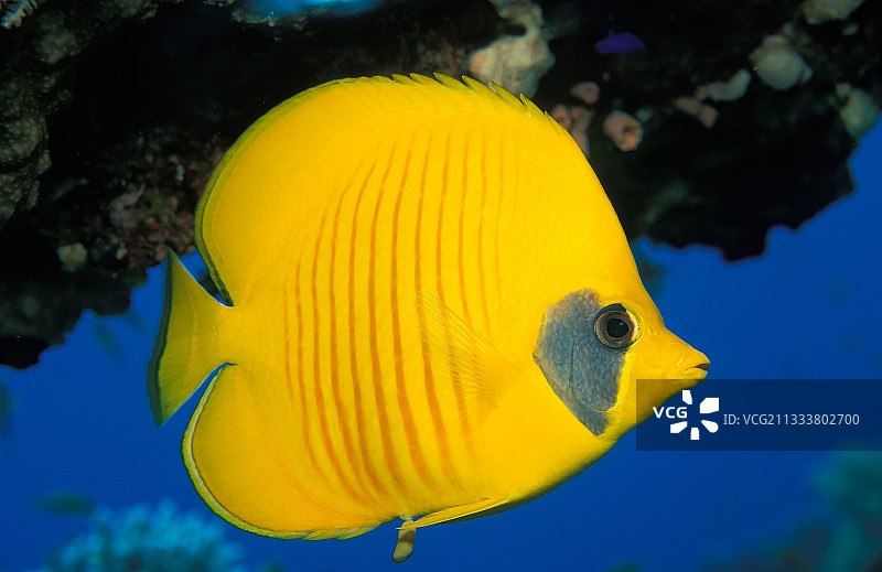 在埃及游动的蓝颊蝴蝶鱼图片素材
