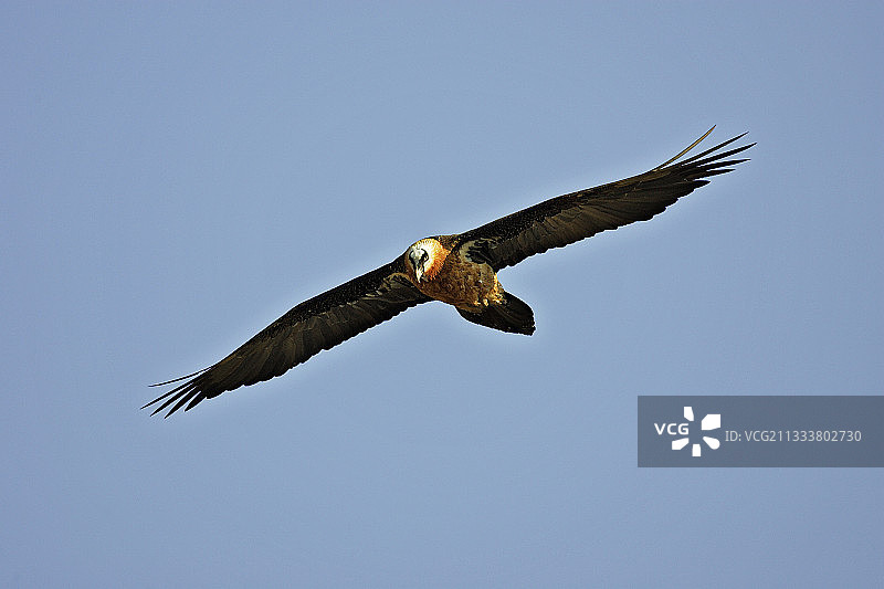 西米恩山脉翱翔的胡兀鹫图片素材