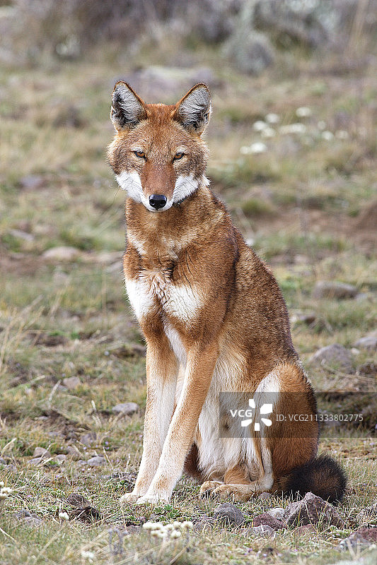 埃塞俄比亚巴莱山脉的西米安豺图片素材
