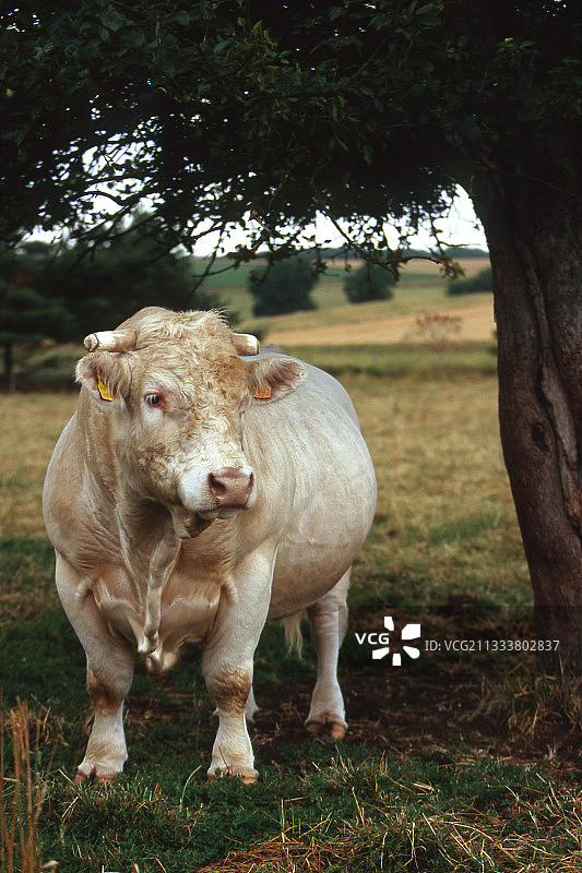 夏洛莱牛在法国厄尔省的树下图片素材
