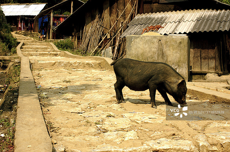 越南北部沙巴村周围的面部特写图片素材