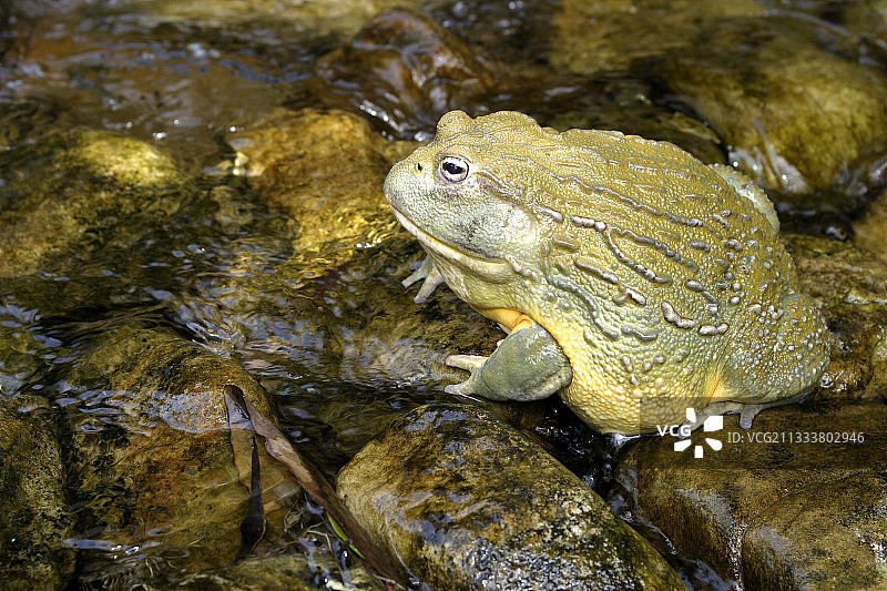 非洲牛蛙，南非河流图片素材