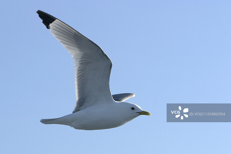 飞行中的三趾鸥，斯匹次卑尔根群岛北极地区图片素材