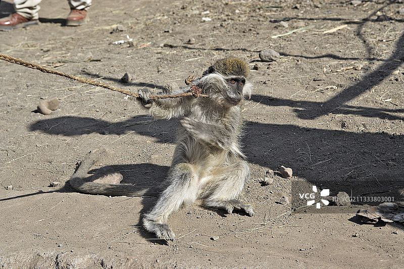 提格雷地区图片素材