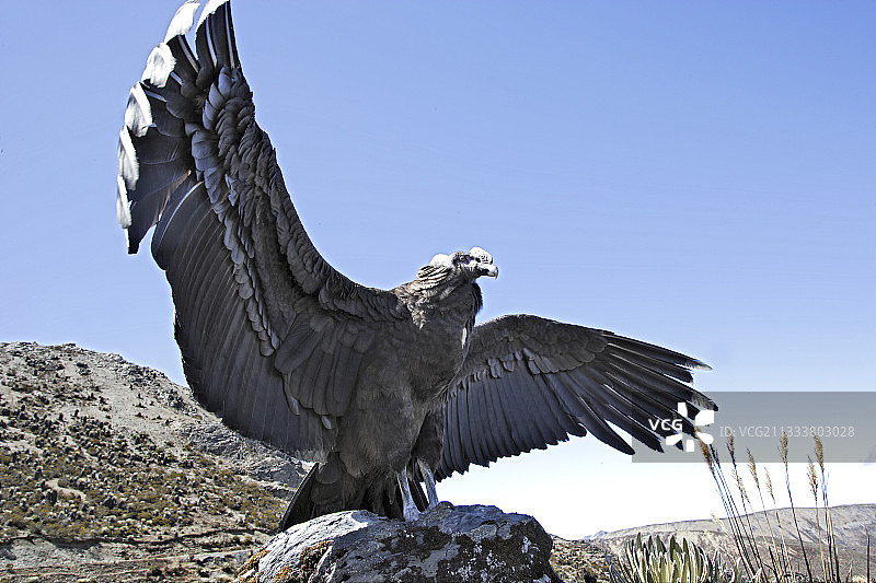 安第斯神鹰在委内瑞拉梅里达山脉展开翅膀图片素材