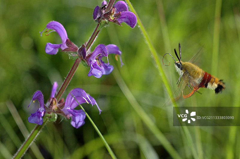 瑞士贤西镇的飞蛾聚集图片素材