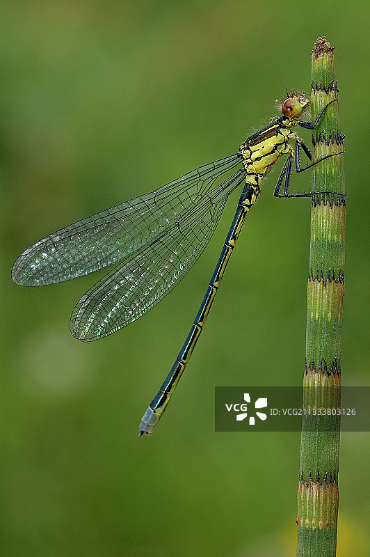 Bressou的泥炭沼泽，位于Besse-et-Saint-Anastaise图片素材