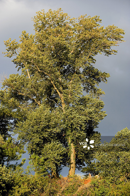 普罗旺斯法国的黑杨和暴风雨天空图片素材