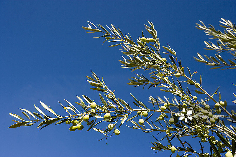收获前法国枝头上的多汁绿橄榄图片素材