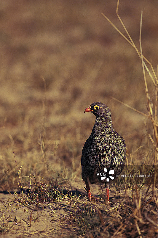冬季纳米比亚马汉戈公园的红喙法兰克林图片素材