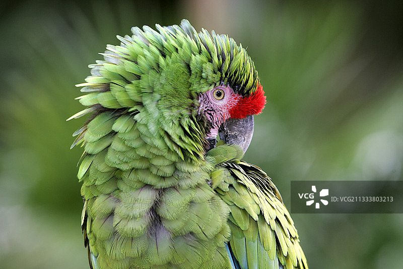 军用金刚鹦鹉梳理羽毛，法国弗莱彻动物园图片素材