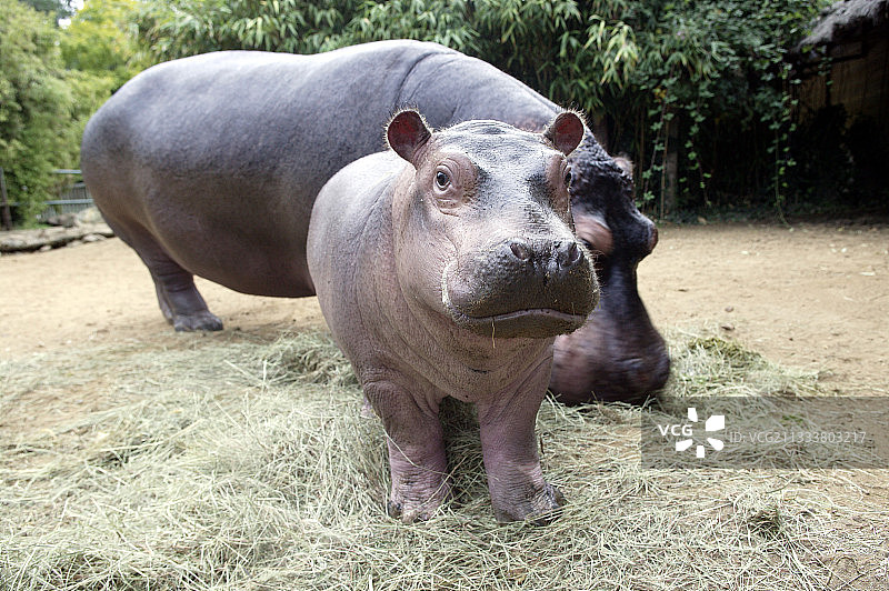 河马和幼崽，法国箭形动物园图片素材